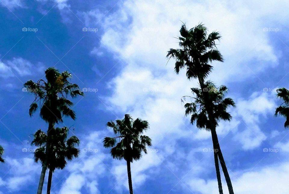 Palm Trees on a Cloudy Day  (stylized)