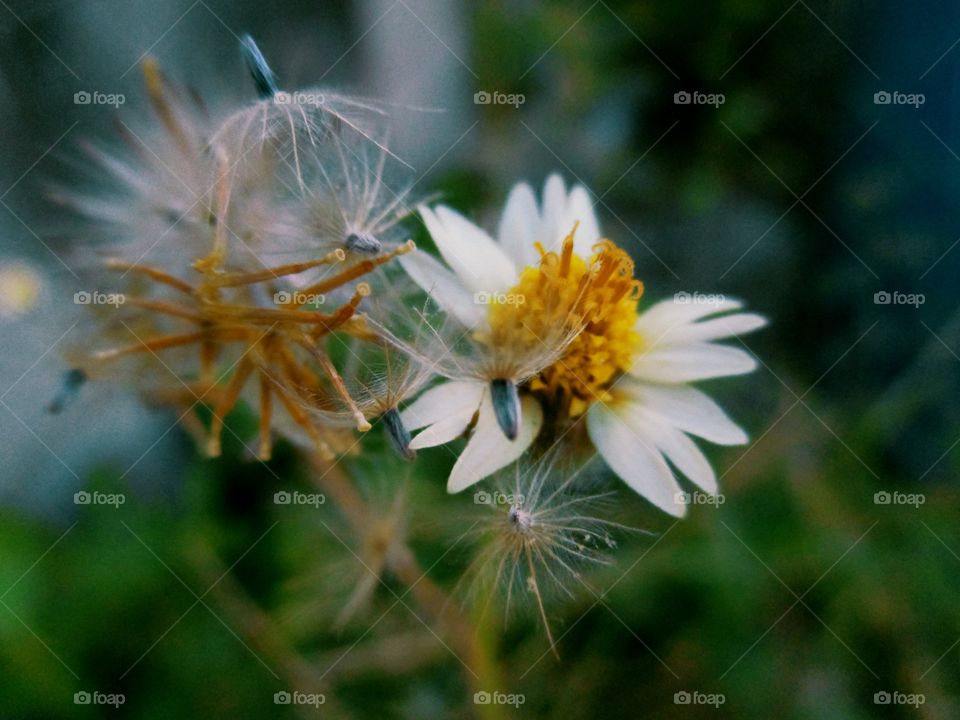 grass flower