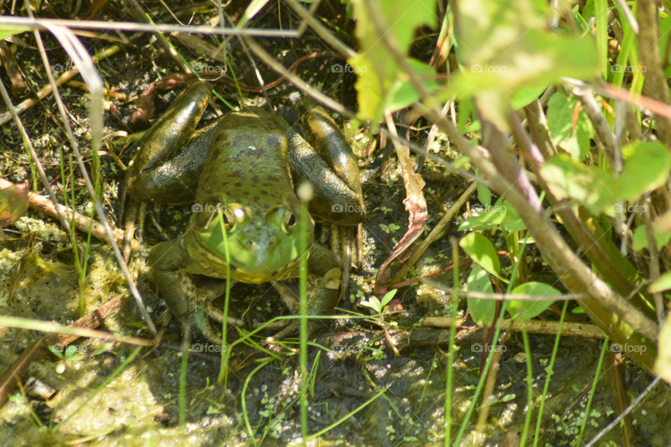 A hiding frog