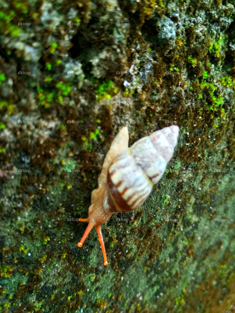White small snail