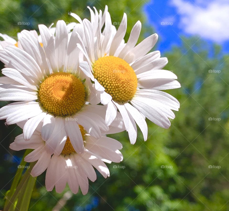 Close-up of three daisies with trees and blue sky in background.