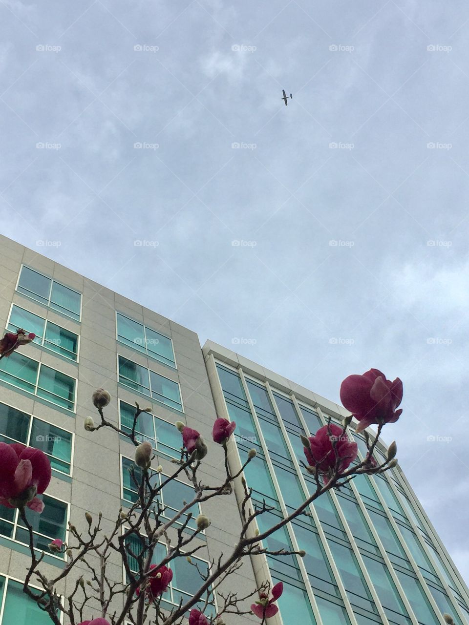 Magnolia and airplane 