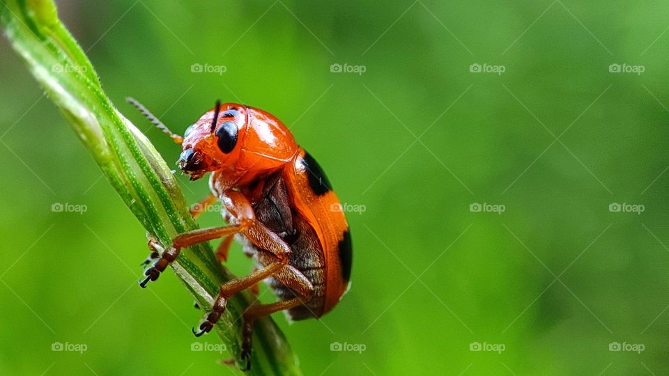 Beautiful insect sitting on a grass