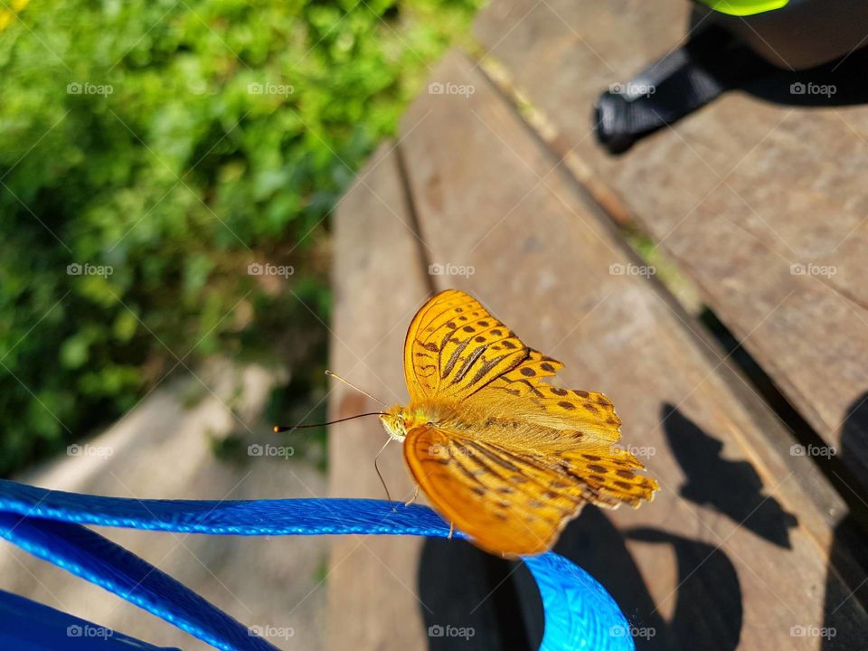 ein Schmetterling der seine Flügel schwingt