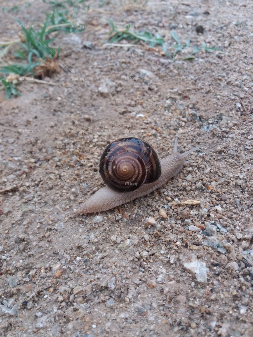 sweet snail