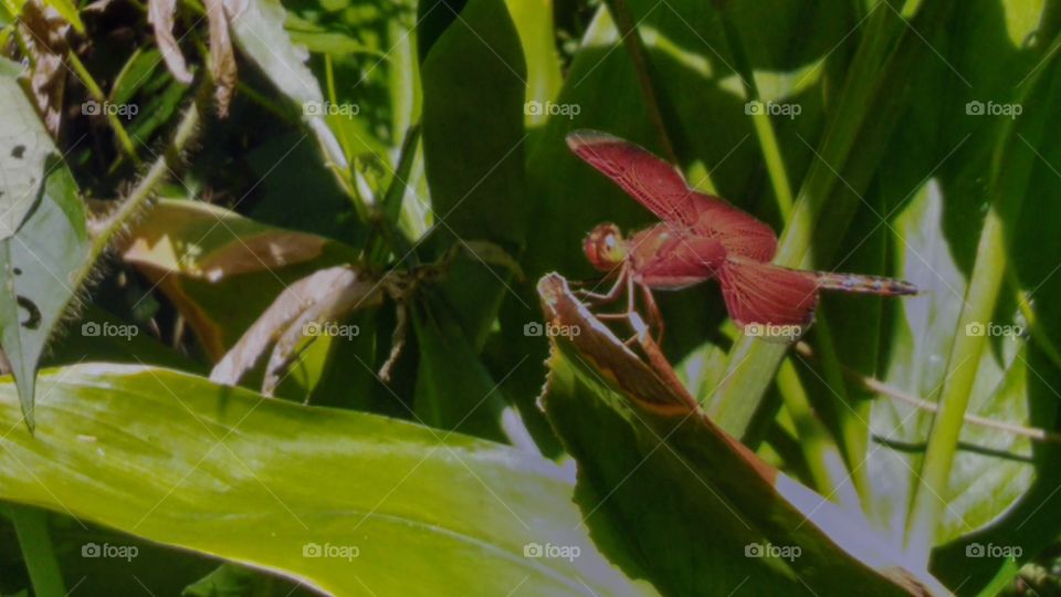 red dragonfly