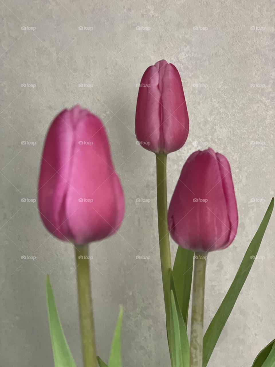 Tulipas Pink