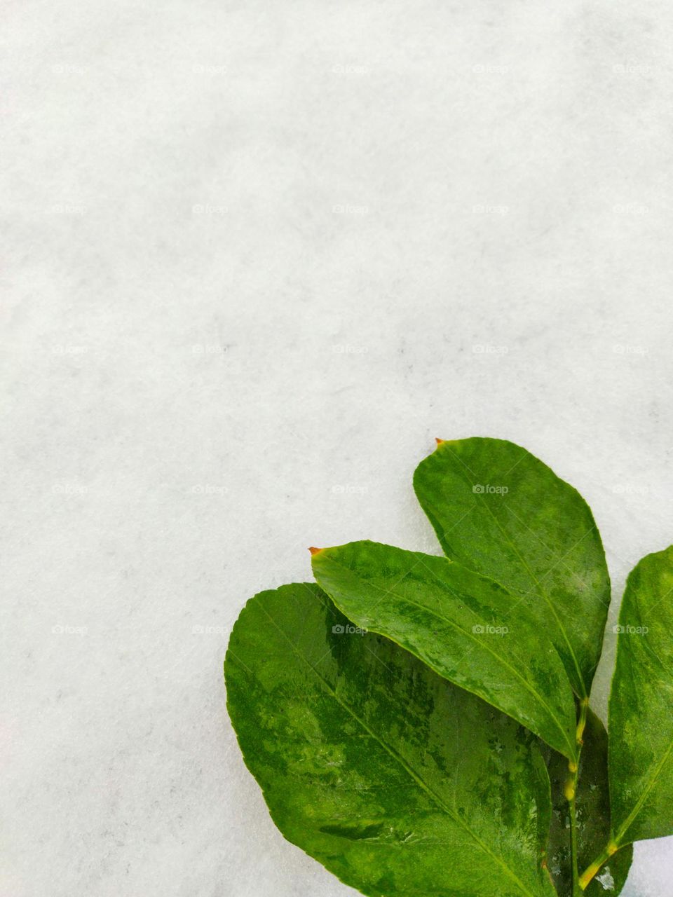 lemon tree leaves on snow background