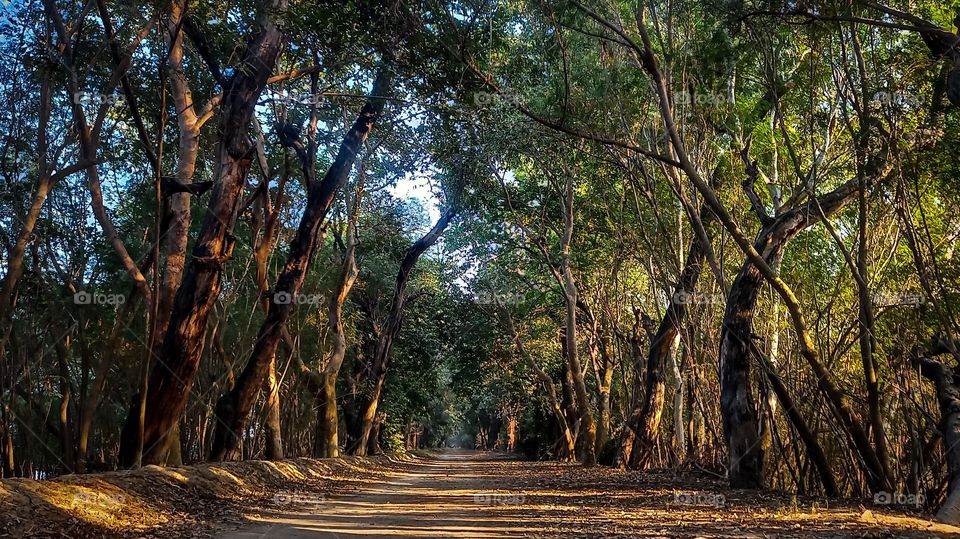 Harike Wetland, Punjab, India