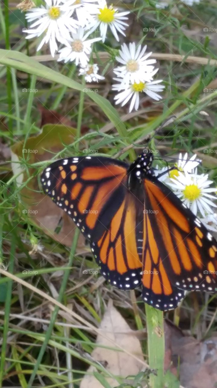 Monarch Butterfly