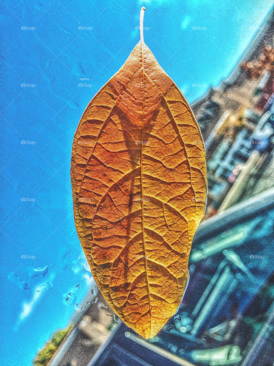 Wet leaf on windshield