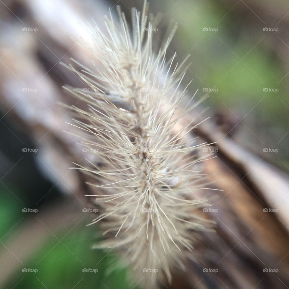 Nature, No Person, Flora, Grass, Summer