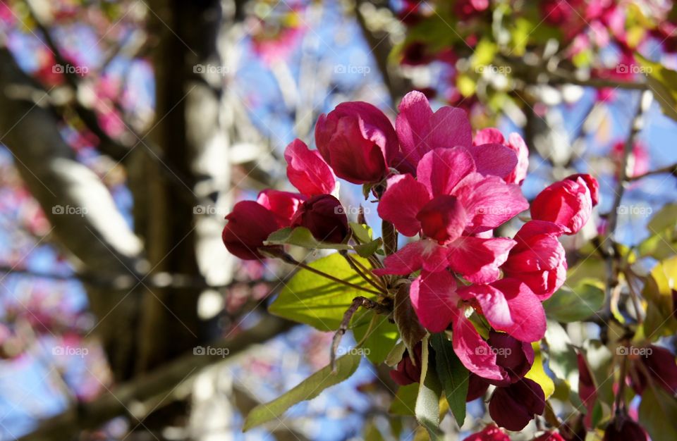 Close-up of pink flower on branch