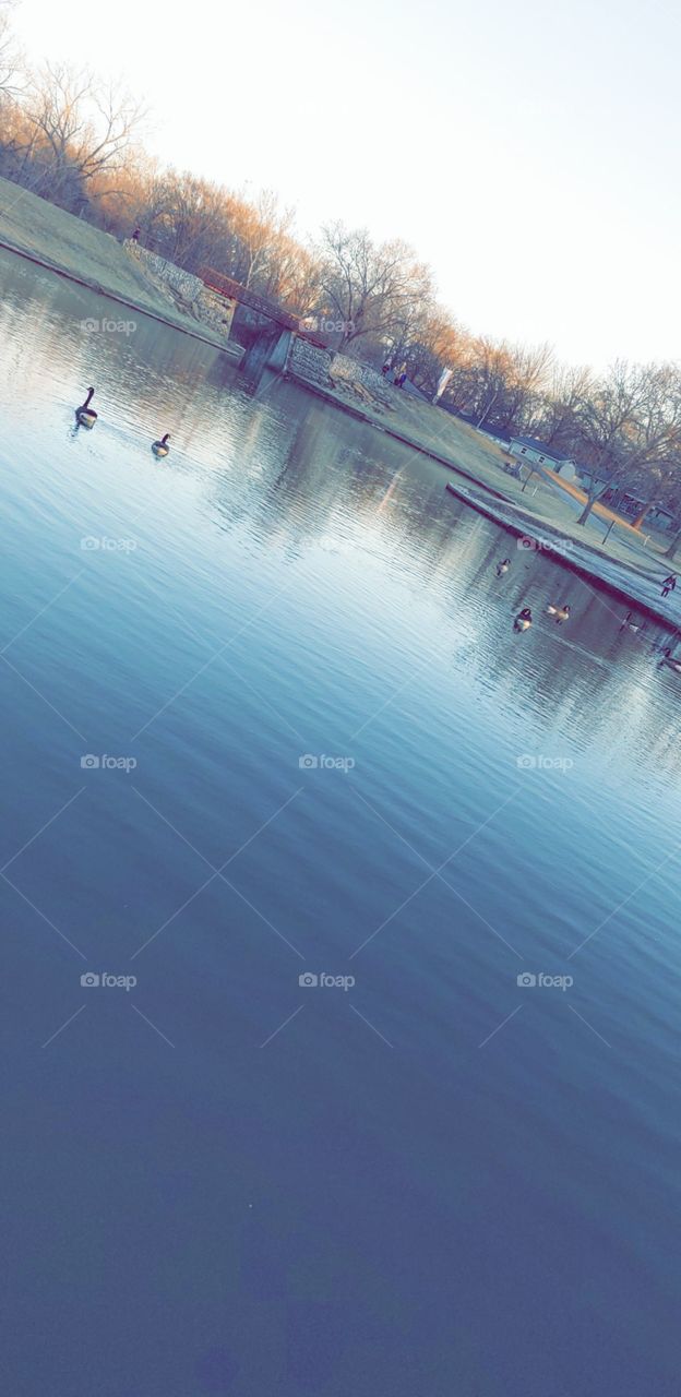 Geese on pretty water