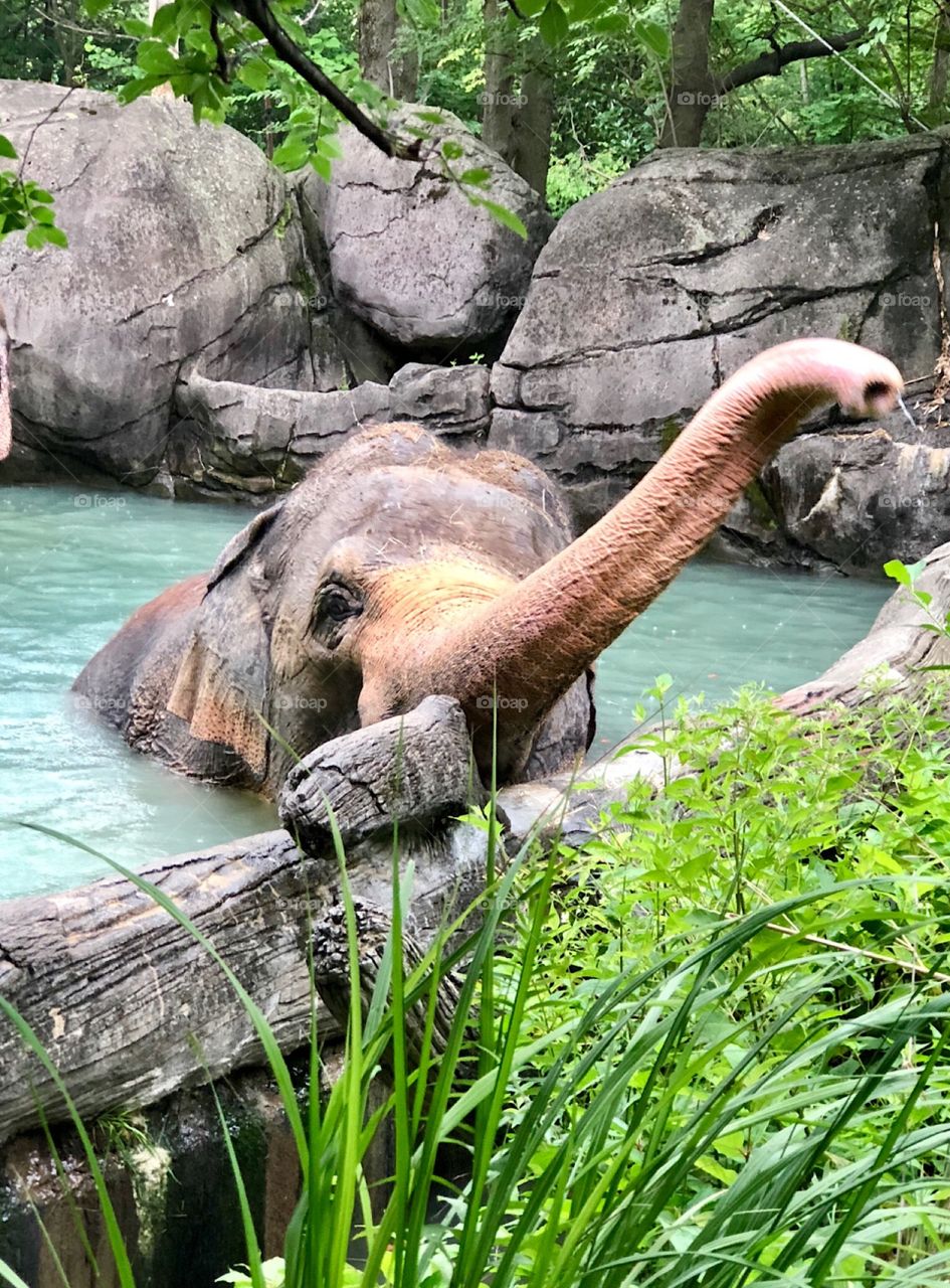 Elephant enjoying the water 