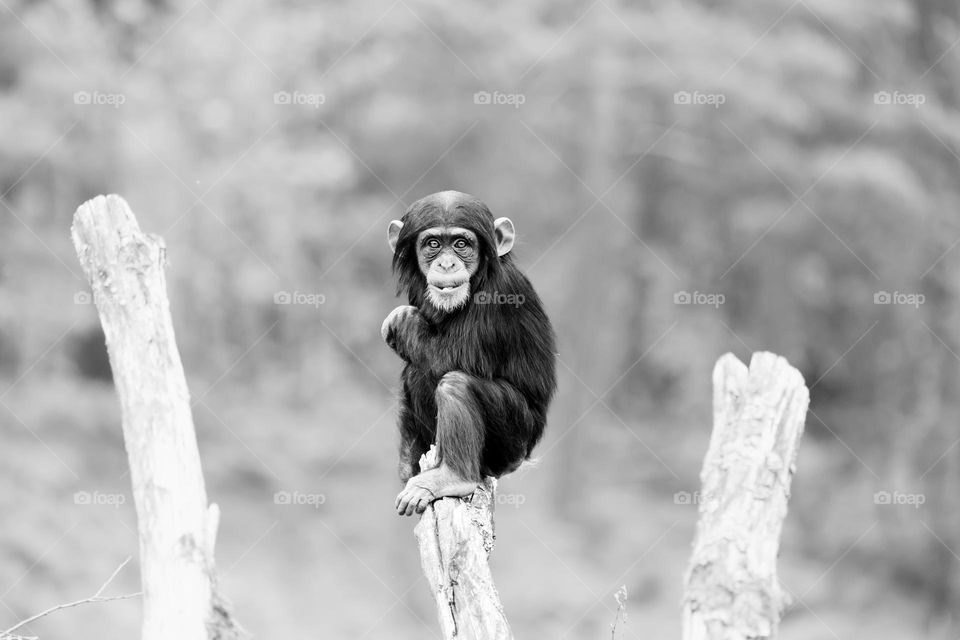 One lonely young chimpanzee monkey sitting on a tree outdoors shot in black and white 