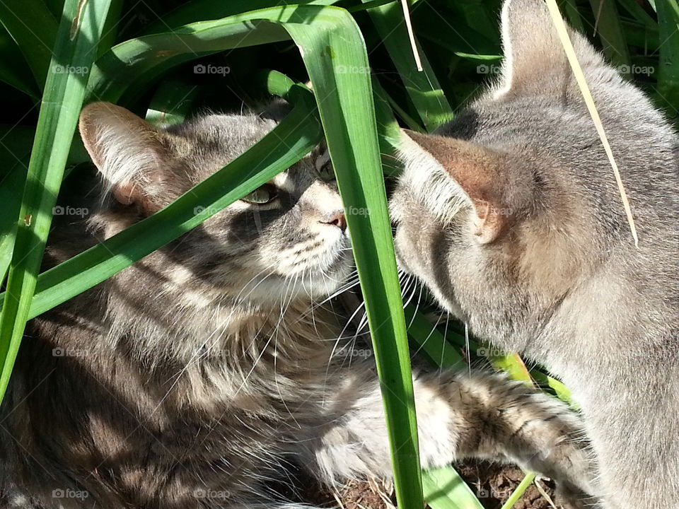 Two pet cats, unique bond, kissing noses outside in tall green leaf plant, sun shining through on summer day.