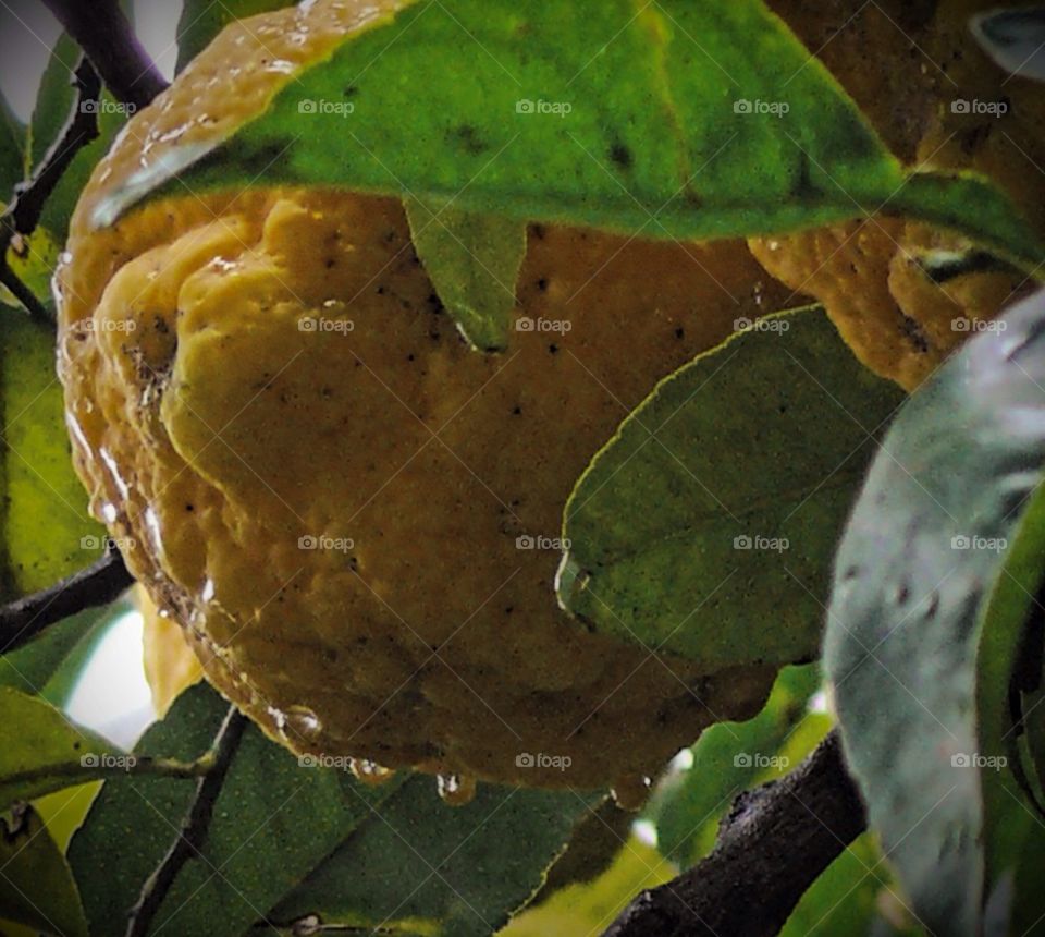 After the rain three