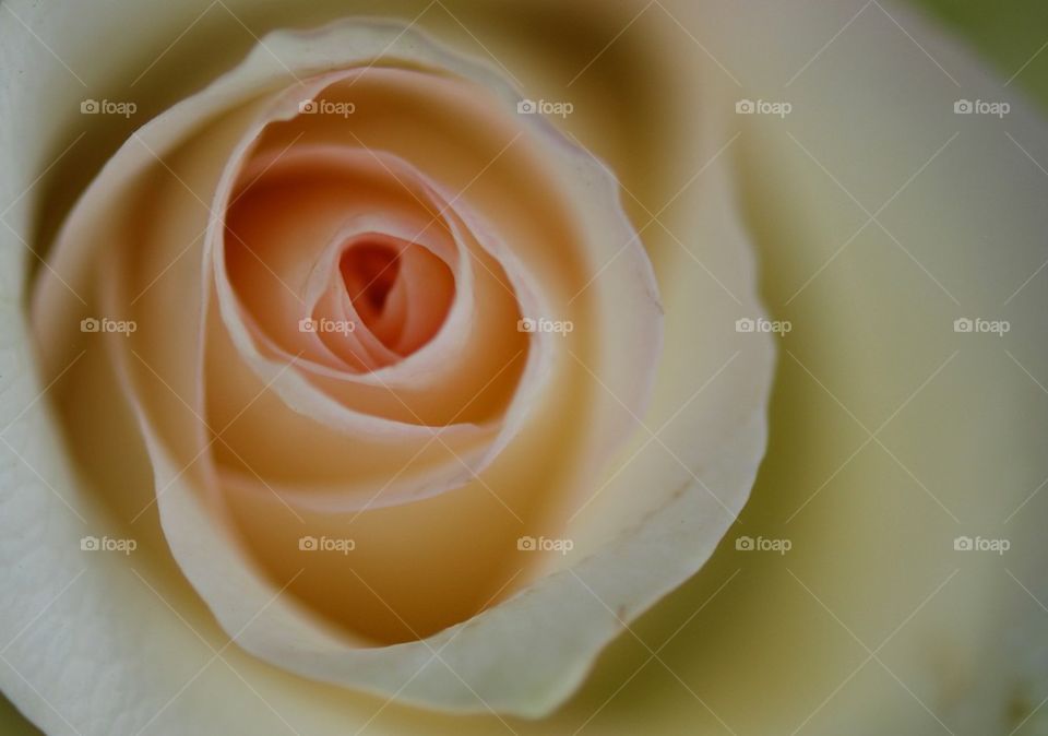 Champagne colored rose