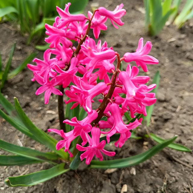 Bright pink hyacinth
