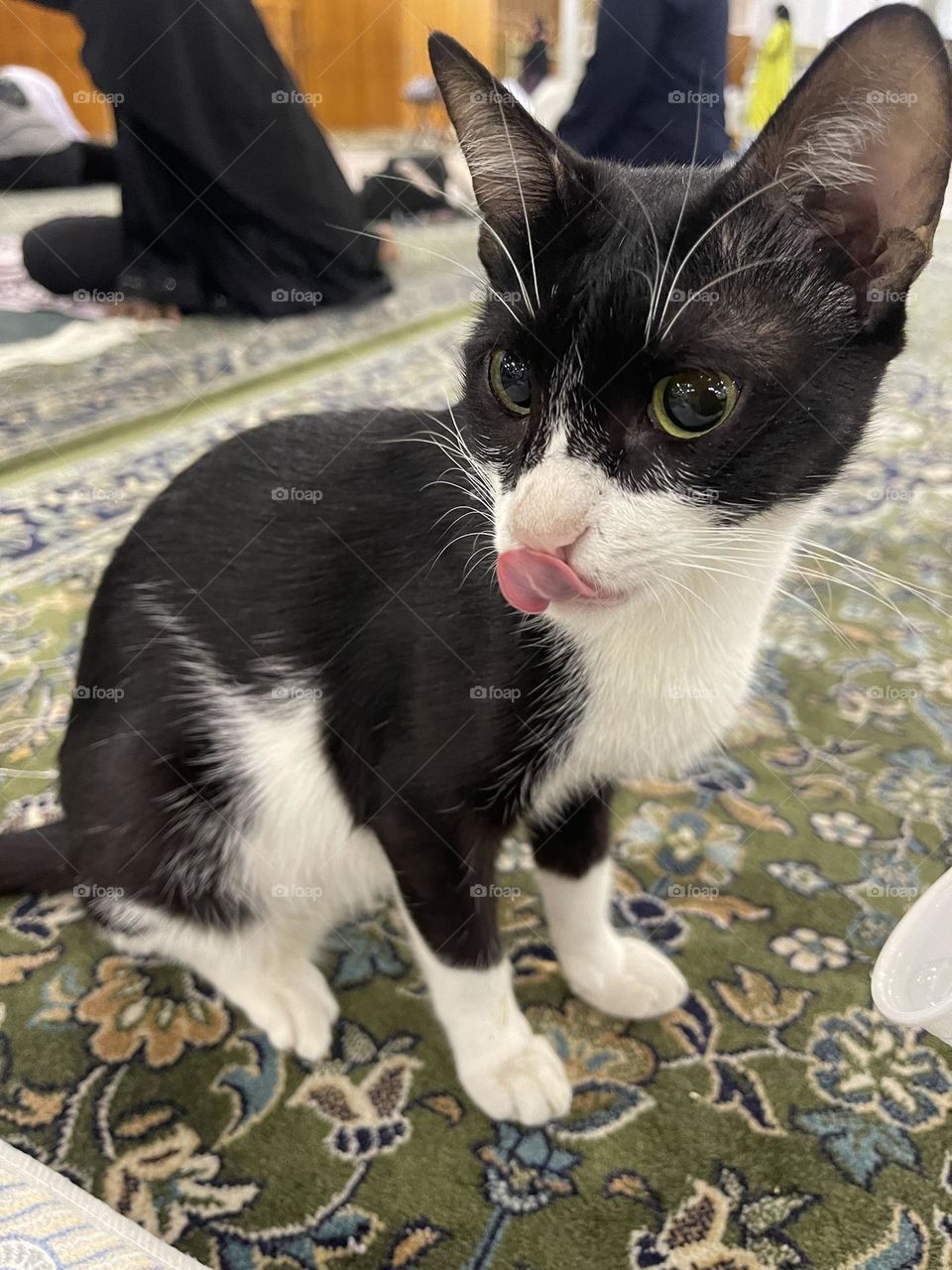 Little hungry stray cat waiting for food.