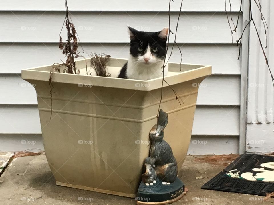 Cat in a planter 