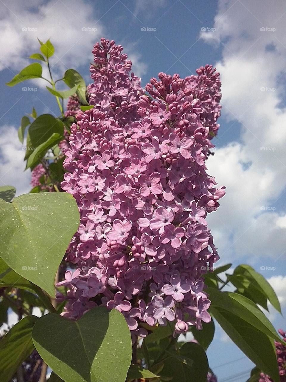 Lilac flower