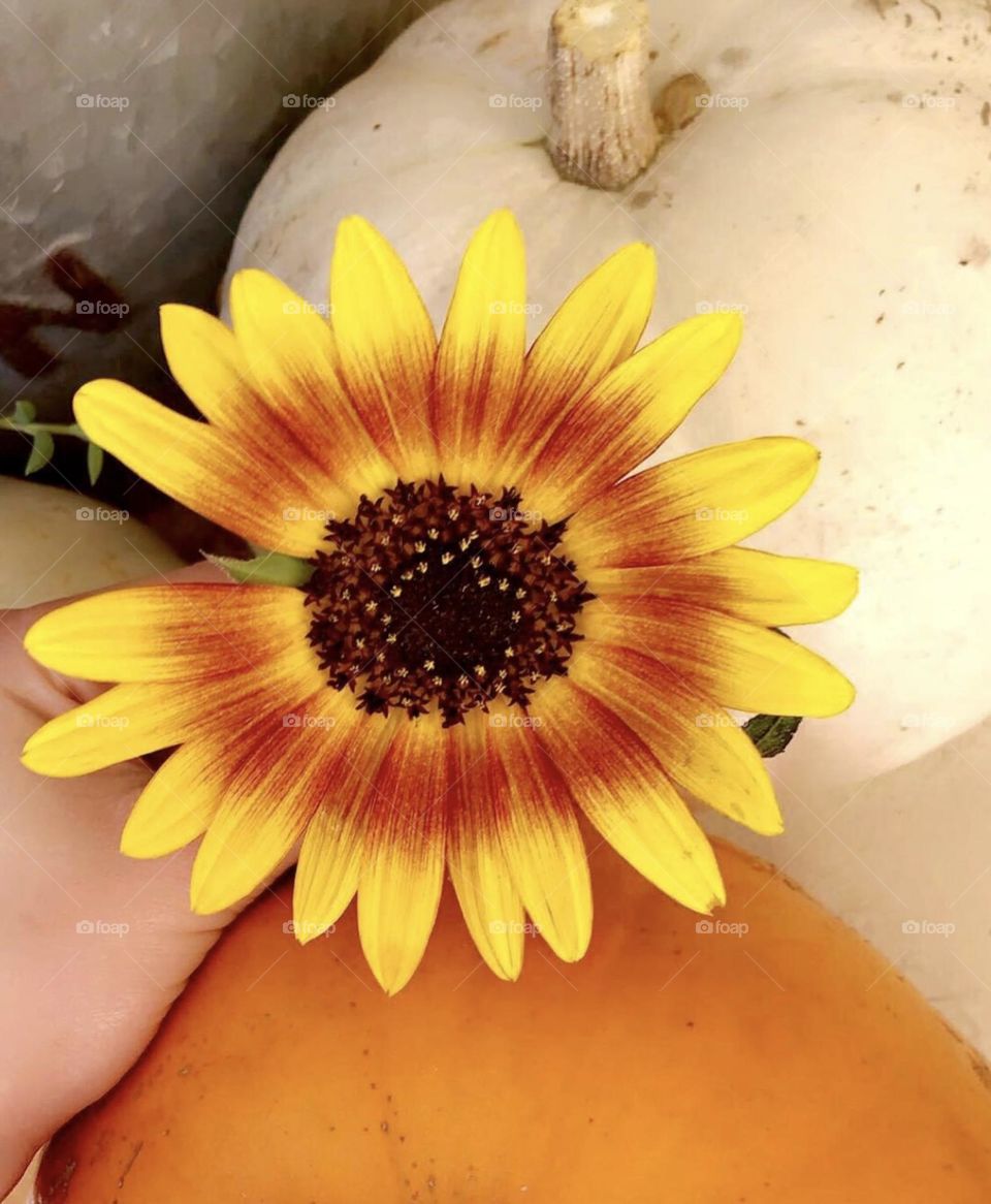 October sunflower 