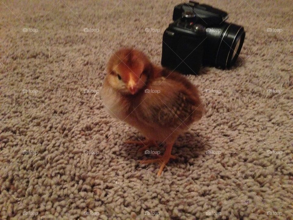 Baby chicken with a camera