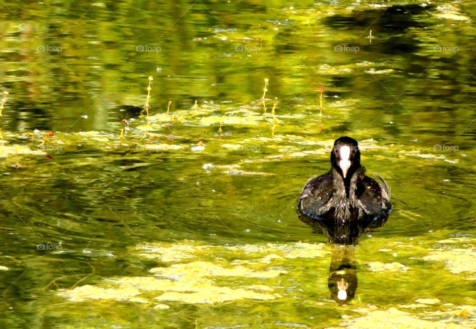 beautiful duck