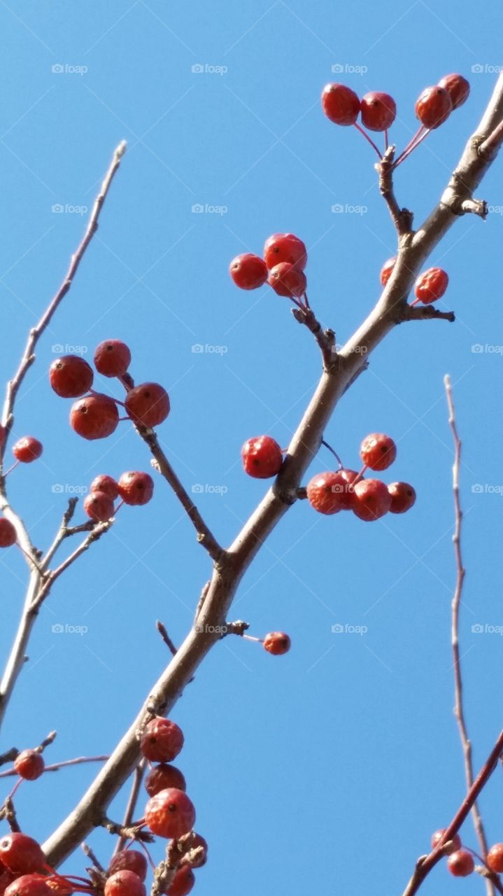 Winter Berries II