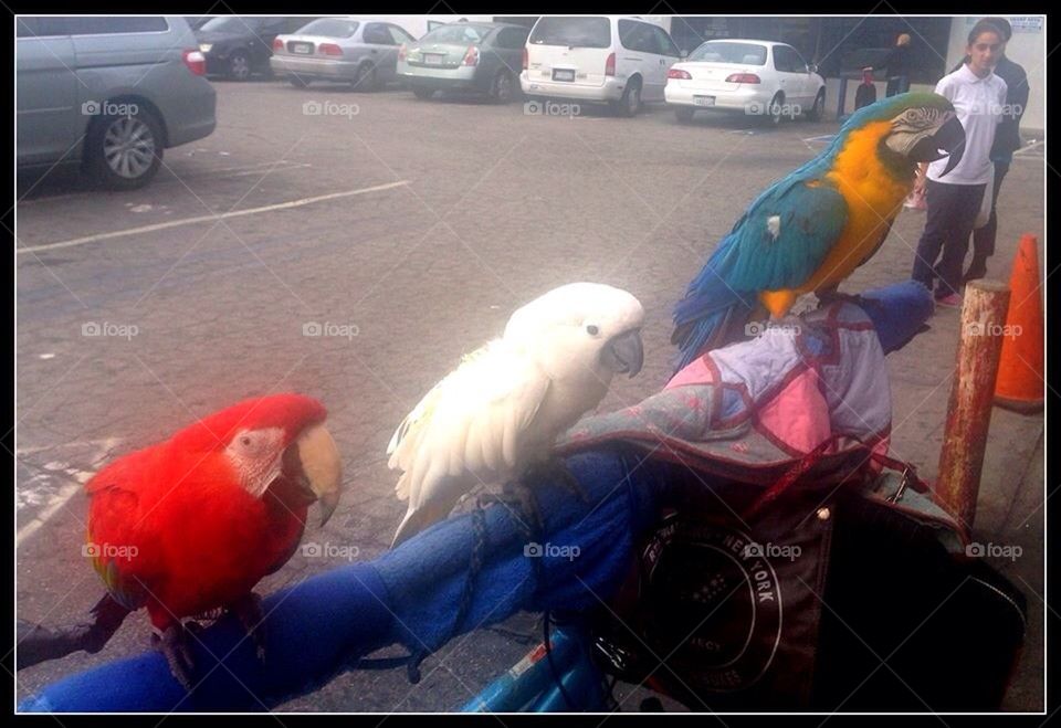 Parrots on Handlebars Waiting Outside Big Lots