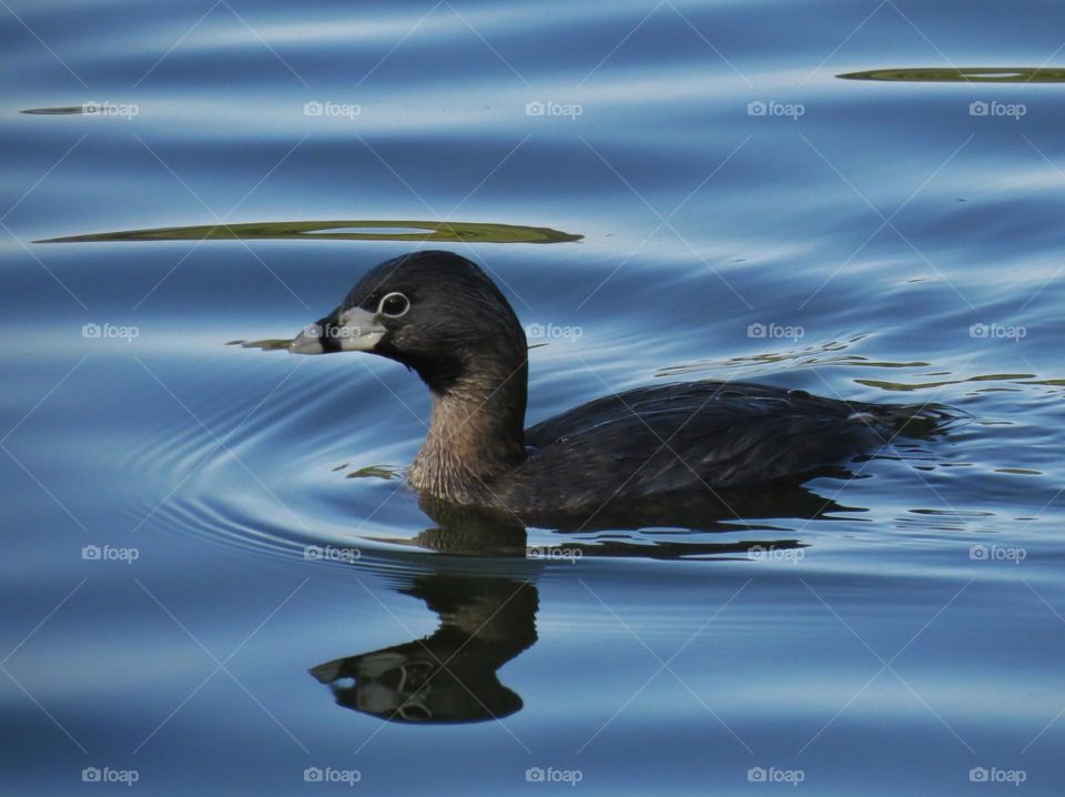 Mergulhão nadando tranquilamente no lago do Parque Ibirapuera.