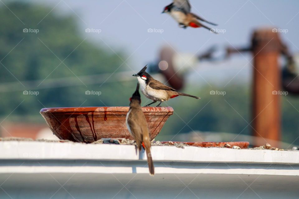 Bulbul birds drinking water