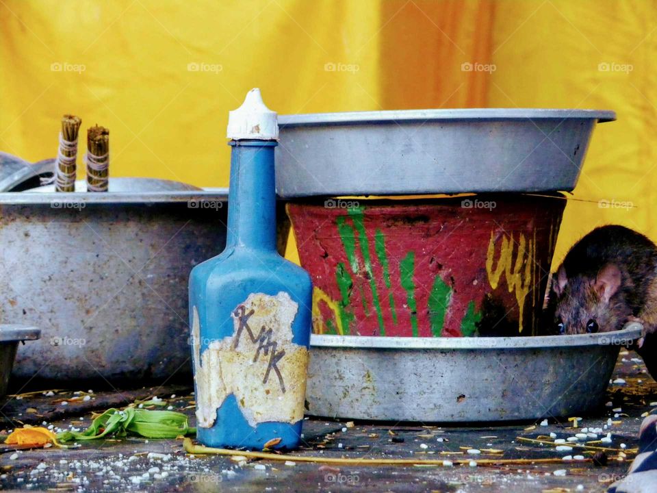 Mouse feeding on food offerings in Bali, Indonesia