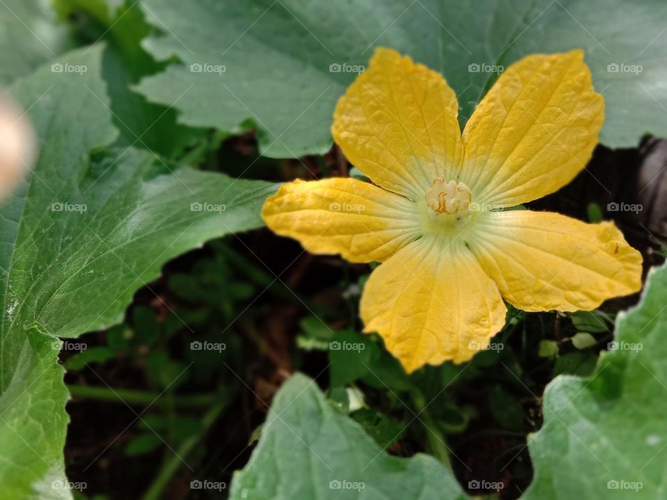 Plants do not speak, but their silence is alive with change.