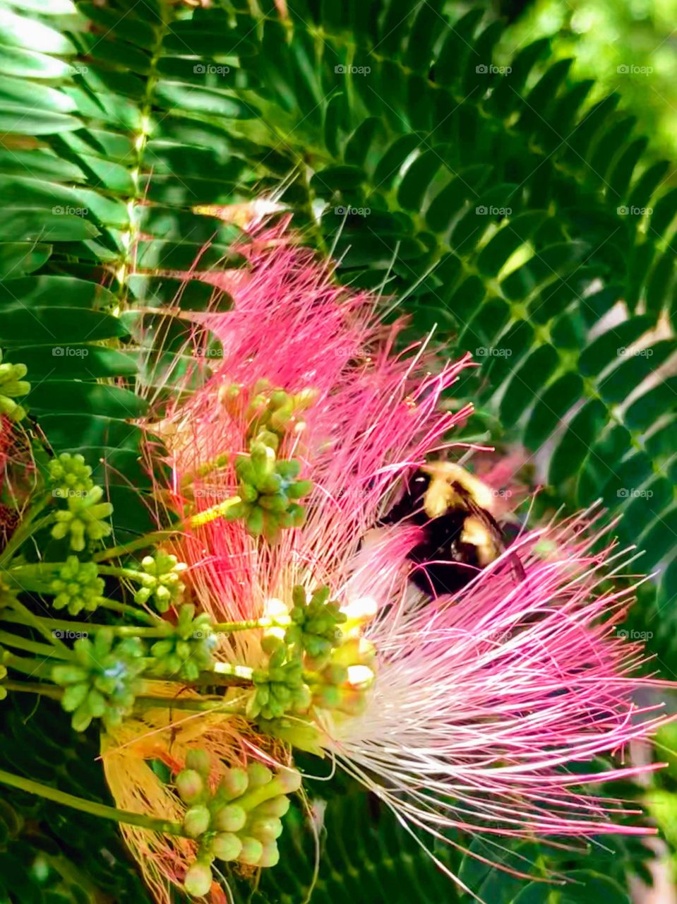 Collecting pollen as she goes, bright-eyed, hard working, honeybee flows, across the landscape tickling her nose with feathery mimosa flowers.
