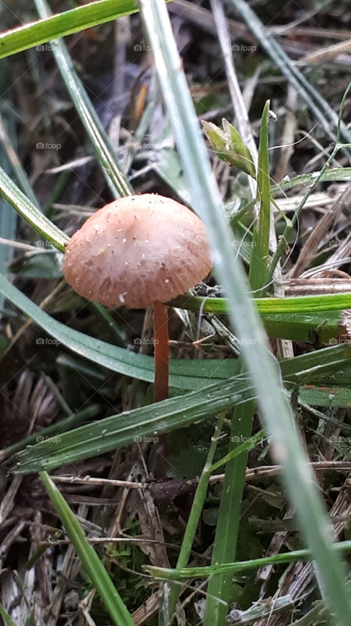 Tiny mushroom ; pause see life from the view, how grand the simplicity is