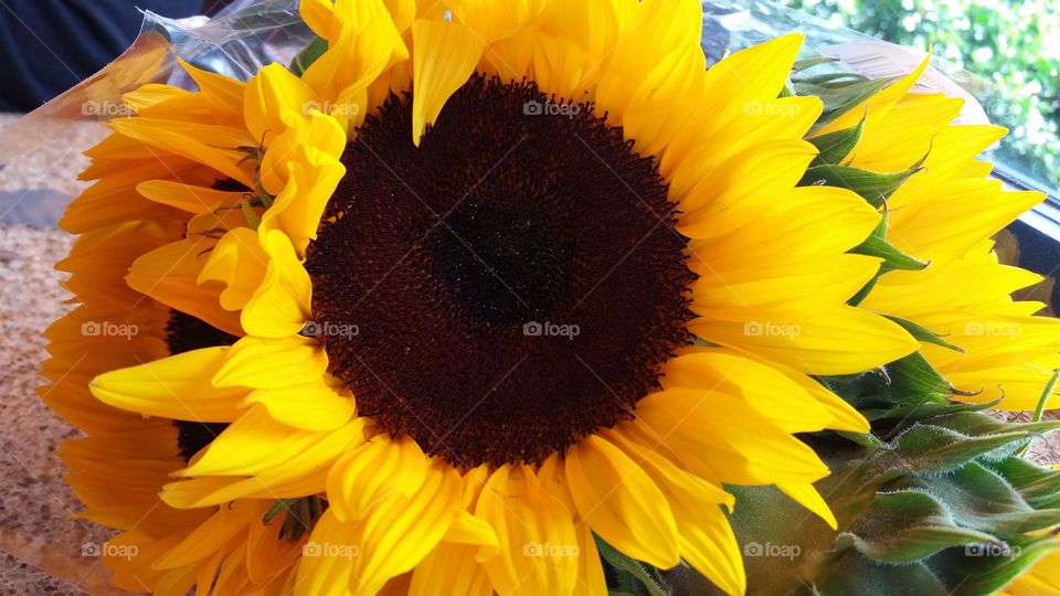 Flower, Nature, Flora, Sunflower, Leaf