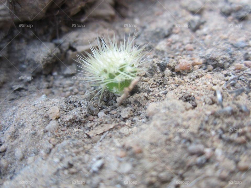 Small Cactus