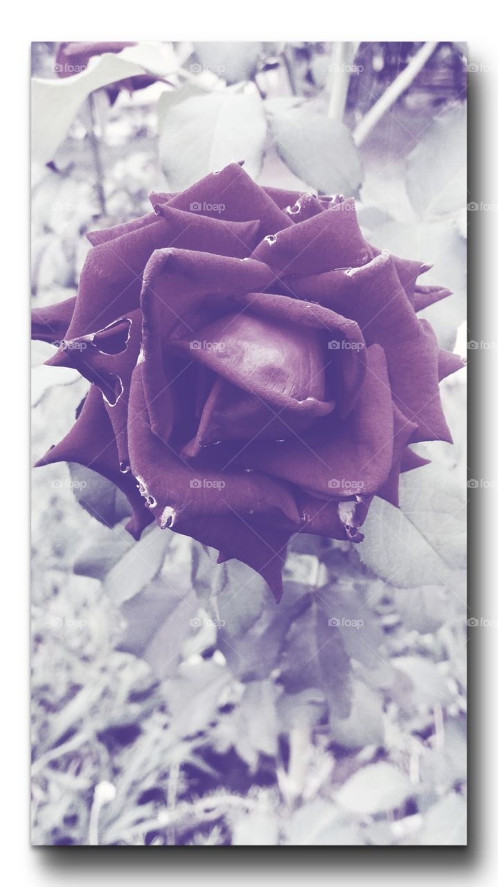 rose