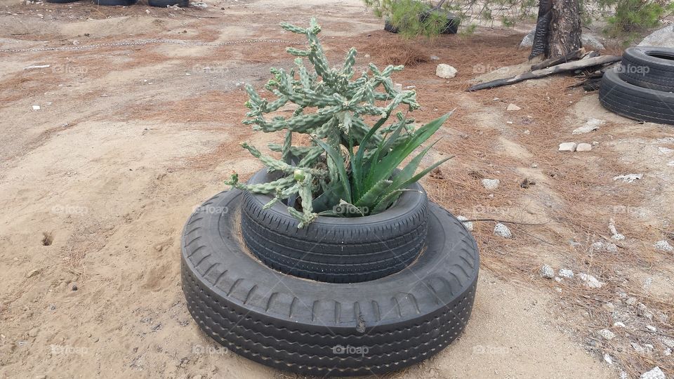 before flowers. cactus flowers with no water...the tires collect enough from each rain. these plants require little to zero maintenance.