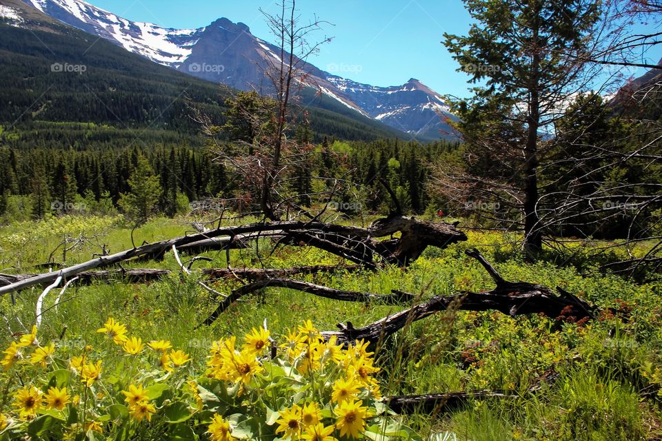 Mountain flowers 