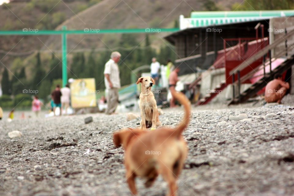 People, Outdoors, Nature, Child, Dog