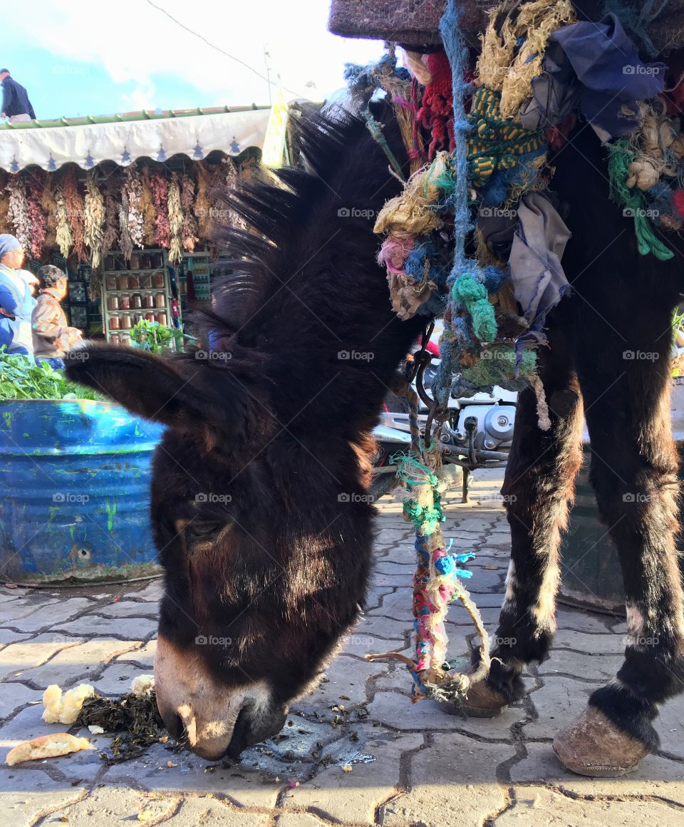 People, Group, Mammal, Festival, Livestock