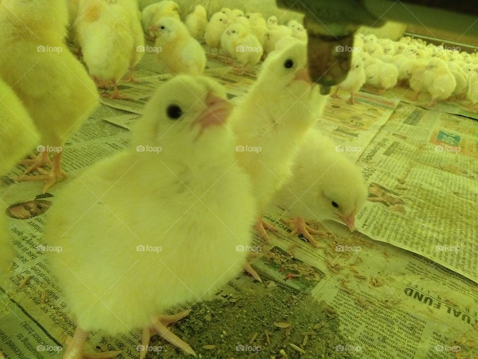 Poultry chicks