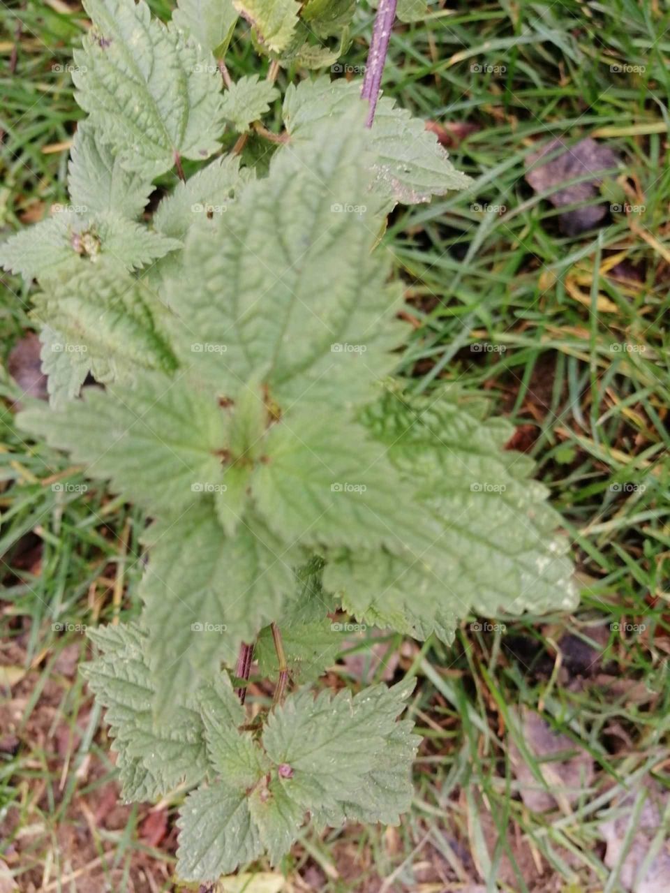 nettle