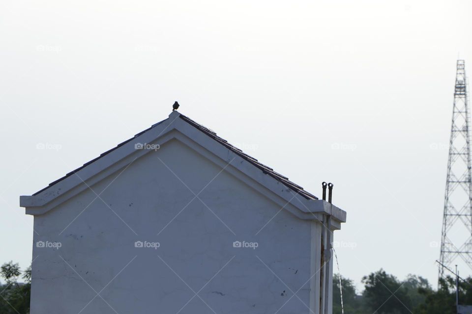 urban nature:wildlife