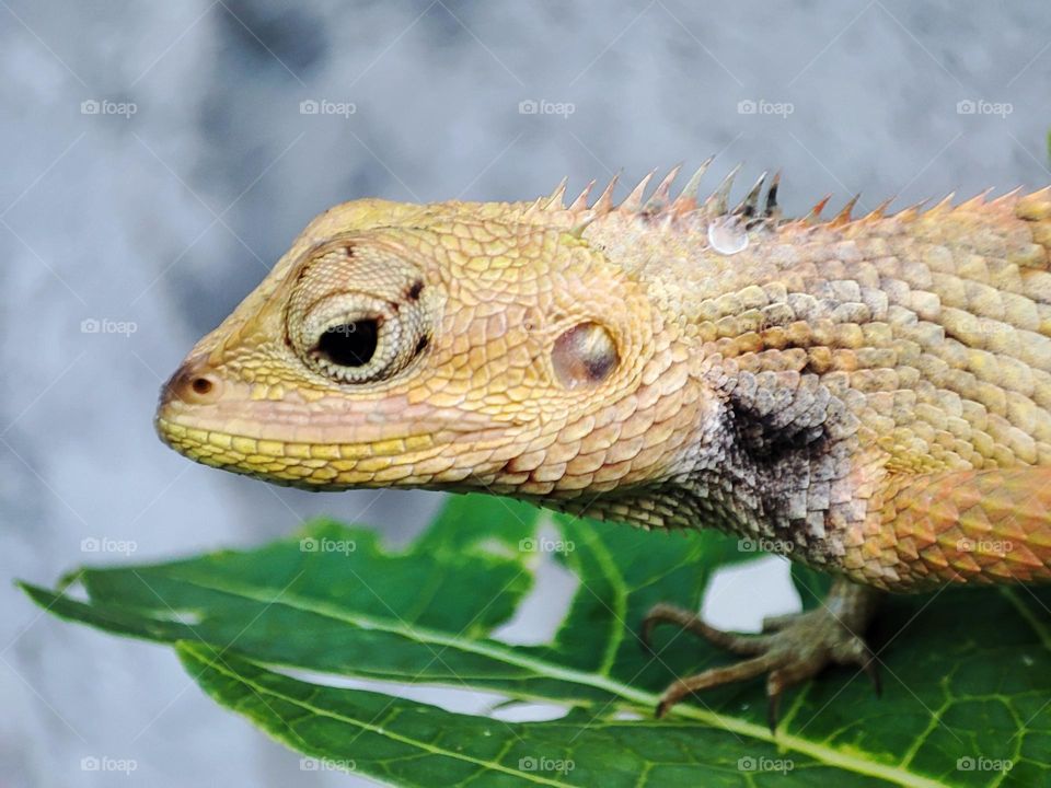 The oriental garden lizard
