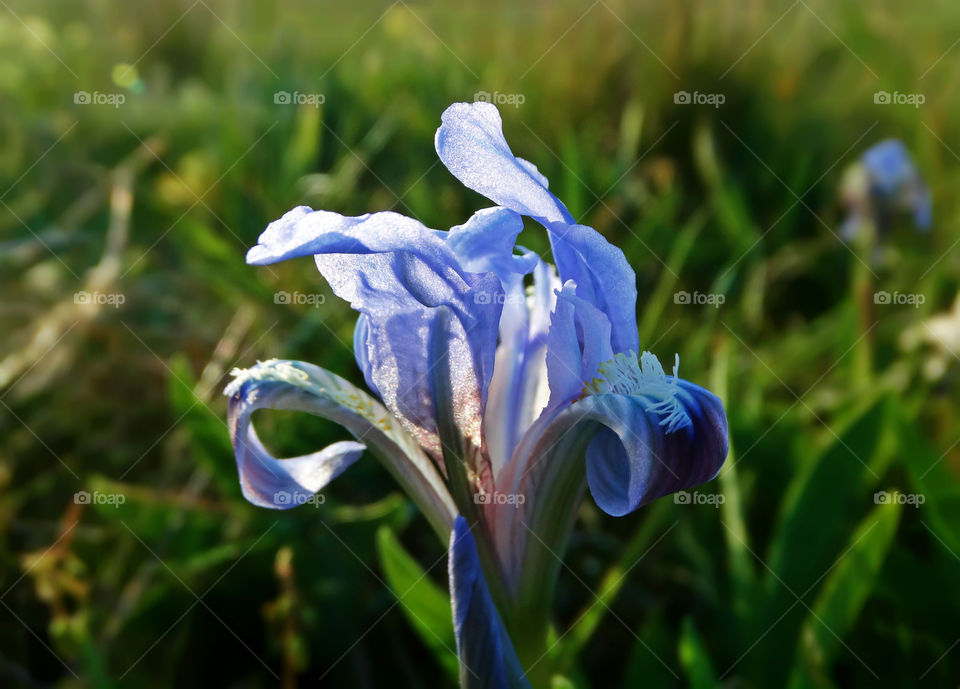 Wild flowers